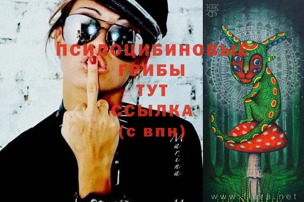 индика Ельня