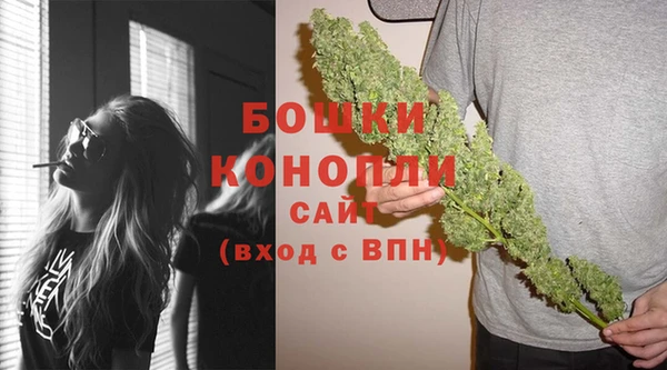 индика Ельня