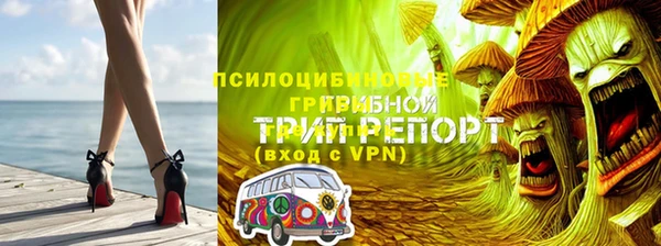 индика Ельня