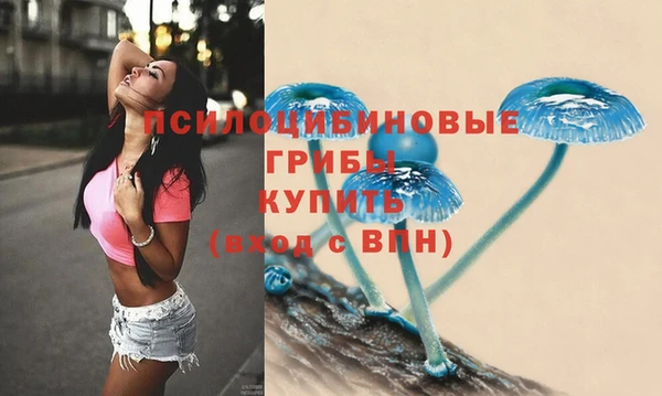 индика Ельня